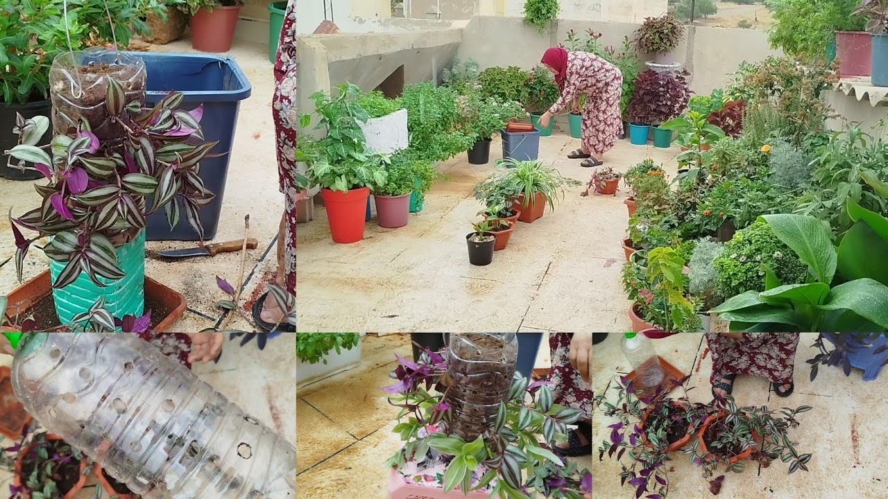 ديكور  بنباتات متدلية يزيد حديقتكم المنزلية جمالية بطريقة سهلة مع أمي إيطو 