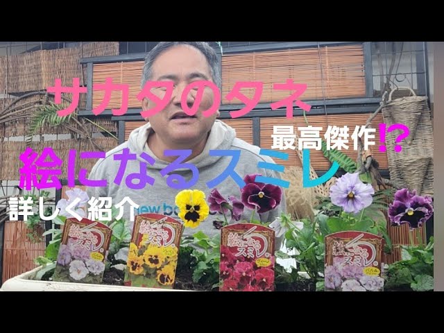 My first gardening experience! Sakata Seed's masterpiece
