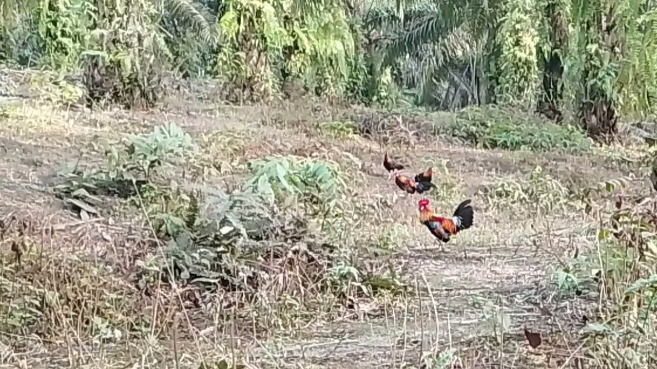 Kedatangan tiga ayam hutan jangan sekali gus#ayamhutansumatera #ayam #ayamberkualitas 