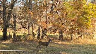 A beautiful fall morning drive through Cades Cove in the Great Smoky Mountains National Park.