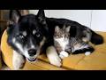 My Husky Wanted to Catch a Kitten! And Then this Happened!