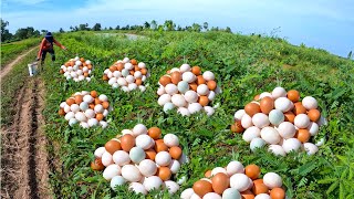 Amazing! Harvest duck eggs a lot under grass at field near the waterfront by hand a female farmer