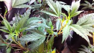 Led tent and hps tent