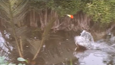 Câu cá rô phi ngay ổ cá ăn vũ bão cong cần rít cước 