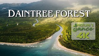 DAINTREE FOREST  • Nature's Dance • Healing Music • Nature 4k Video UltraHD