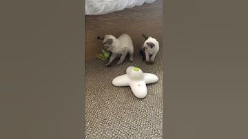 Siamese kittens with butterfly toy