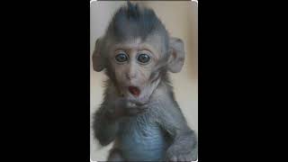 cute monkey #ai#fun #enjoyment #monkey #love#viralvideo #millionviews