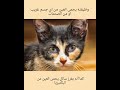 الجفن الثالث للعين     فى القطط