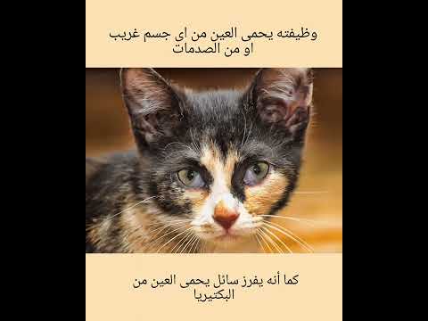 الجفن الثالث للعين     فى القطط