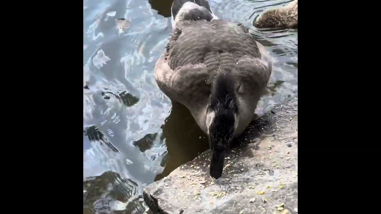 2 green herons and geese. Kat Tharrington style of bird and wildlife watching