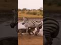 Zebra vs crocodile in shallow water pond 🦓🐊얕은 물웅덩이에서 얼룩말과 악어 대치 🦓🐊浅い水たまりでシマウマとワニが対峙 🦓🐊