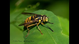 WASP MIMIC HOVER FLY Spilomyia alcinus ( BROAD-BANDED HORNET FLY)