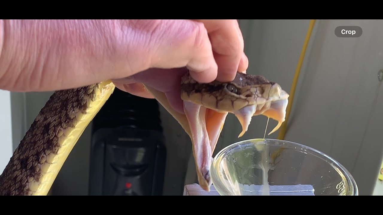 Colombian lance head pit vipers (and BABIES) venom extractions. Bothrops atrox.