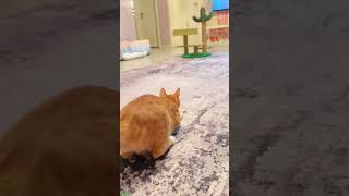 Unbelievable Cat Chases Its Own Tail - Top Cat Rising