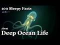 The Most Relaxing Facts About Deep Ocean Life to Fall Asleep To — No Adverts