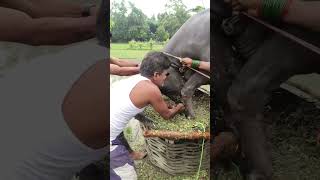 గేదె కి ముకుతాడు వేస్తున్న రైతు #cow