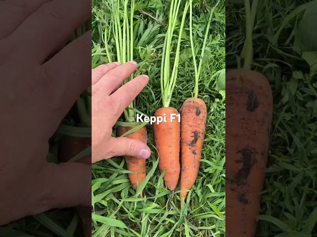Морква Керрі на Рівненщині