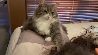 娘とケンカしてもすぐに仲直りしていた猫　ラガマフィンA cat that makes up quickly. Ragamuffin.