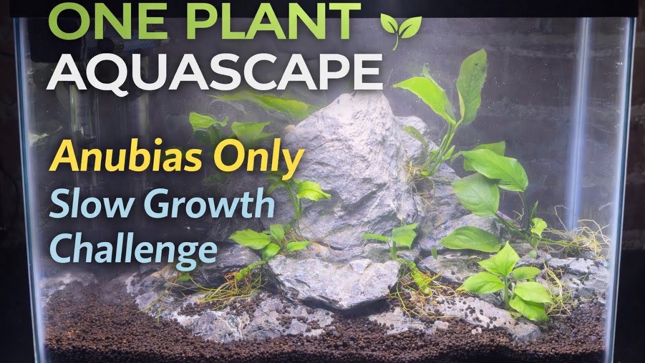 One Plant Aquascape: Anubias Only - Slow Growth Challenge