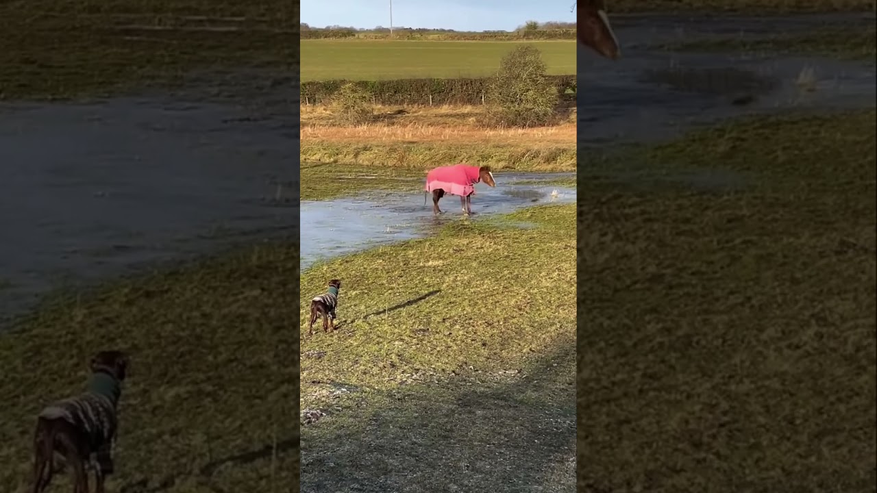 Cat's Snowy Escape & "Oh Shit" Animal Moments!