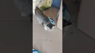 kucing mainan kardus #cat #kucinglucu #kucing