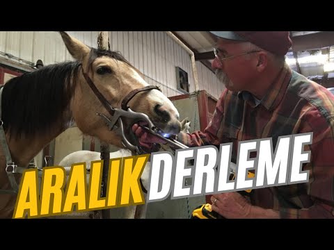 At Dişleri Neden Törpülenir | Aralık Ayı Shorts Derlemesi
