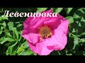 Любуемся весенней Левенцовкой! Ростов-на-Дону/ Admiring the spring Leventsovka/ Rostov-on-Don