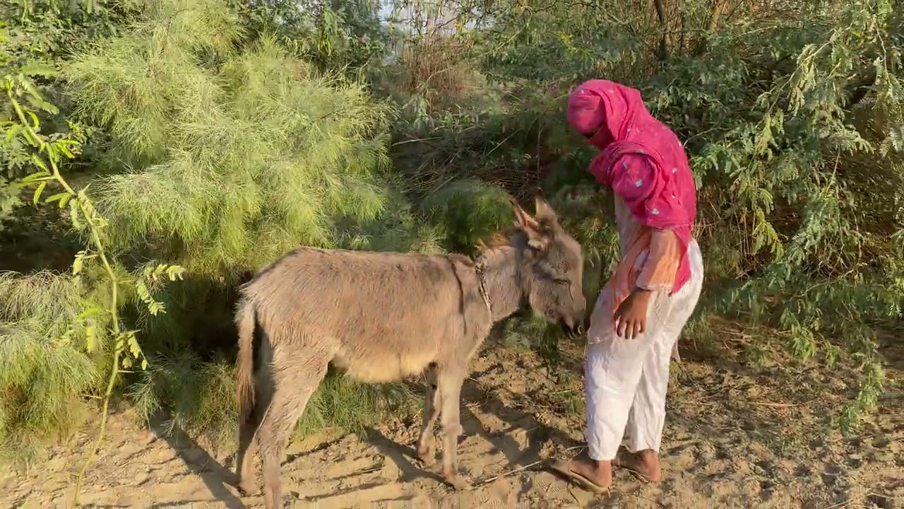 My Funny🤣 Donkey 😂🤣