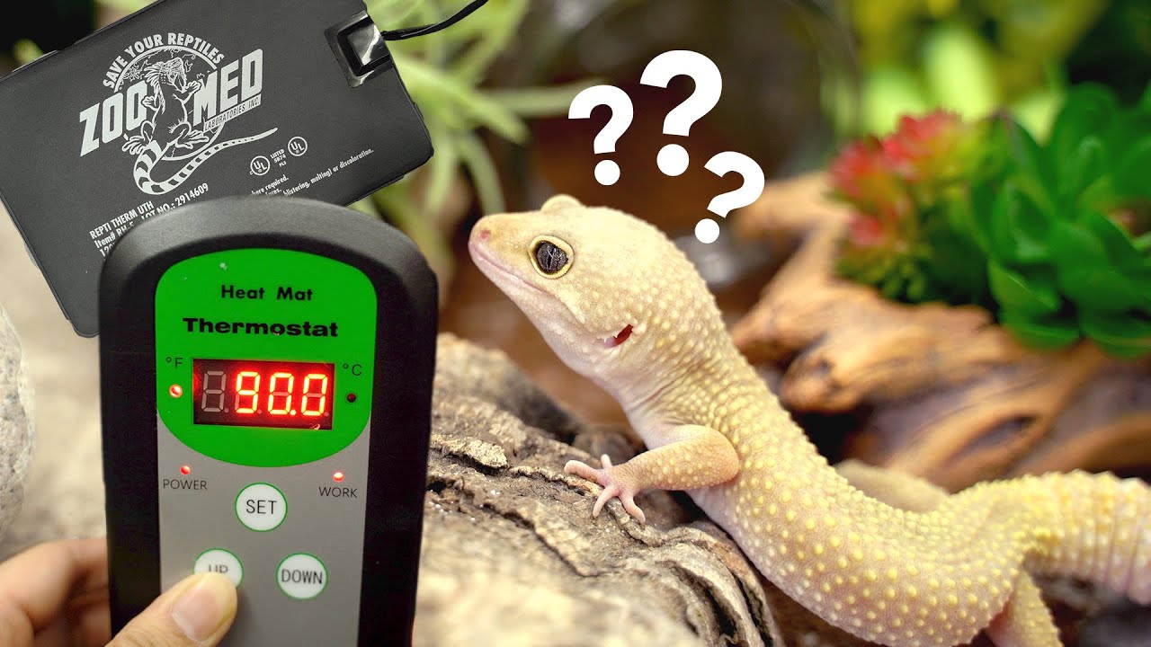 gecko thermostat