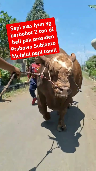 sapi pakai obat gemuk😱#trending#youtubeshorts#funny#shortvideo#viralvideo#ytshorts#video#fyp#sapi#fy