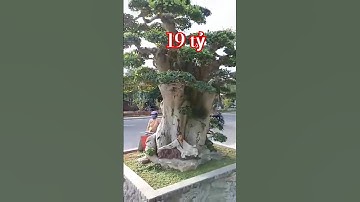 Cây duối 19 tỷ nghe hết hồn|@anhbayxunau #khuongdua #cây  độc lạ