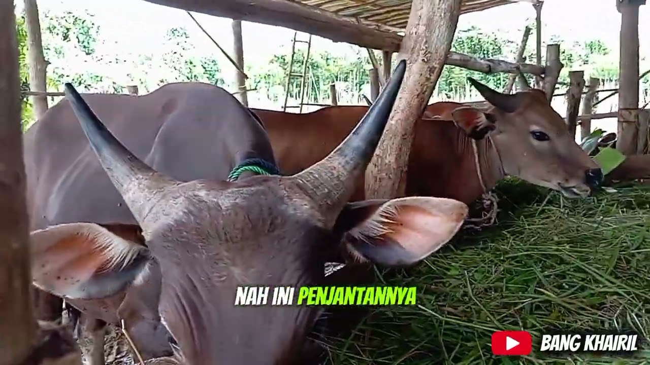 “Heboh! Anak Sapi Ini Seolah Mengerti Bahasa Tuannya, Tingkahnya Bikin Takjub” 🐄