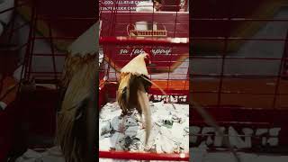 Download Lagu Fiestag 2025 | Bernie Tacoy's Gold Grey Brood Stag #shortsfeed MP3