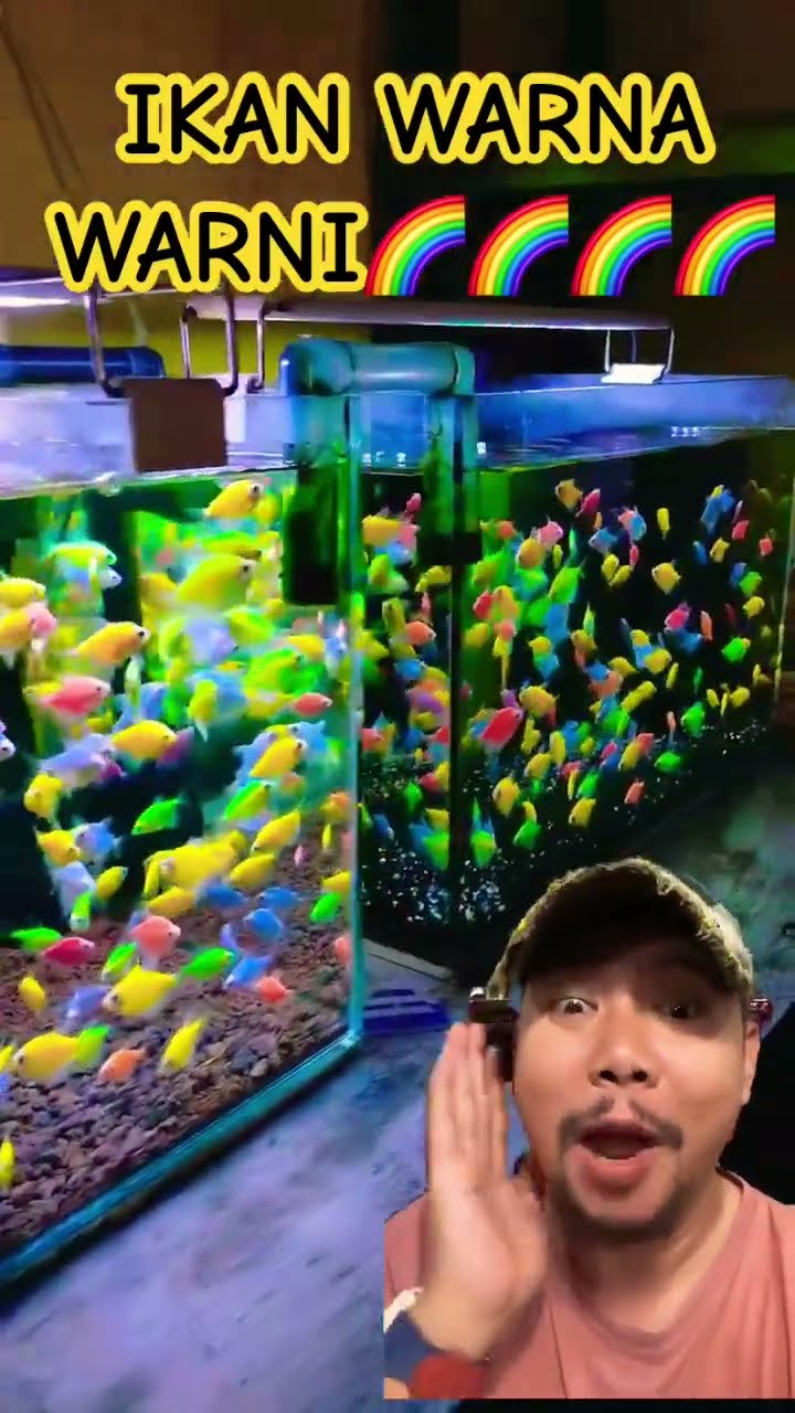 AQUARIUM DAN IKAN WARNA WARNI!!!?? #fish #glofishtetra #aquarium #glofish #fishtank #shortsfeed