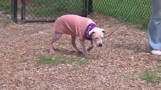 Get a Pet: Meet Sugarsnap
Sign up to our daily newsletter: https://membercenter.actionnewsjax.com/sign-in
SUBSCRIBE: https://www.youtube.com/channel/UC5mg JG9m5lypJUZbcWTOw?sub_confirmation=1
ABOUT ACTION NEWS JAX:
Action News Jax is your home for breaking news, live video, traffic, weather and your guide to everything local for Florida and South Georgia.
CONNECT WITH ACTION NEWS JAX:
Visit the Action News Jax WEBSITE: https://www.actionnewsjax.com
Like Action News Jax on FACEBOOK: https://www.facebook.com/ActionNewsJacksonville
Follow Action News Jax on TWITTER: https://twitter.com/ActionNewsJax
Follow Action News Jax on INSTAGRAM: https://www.instagram.com/actionnewsjax Get a Pet: Meet Sugarsnap