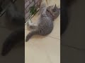 erleichtert👆🏻##gato#gata #kitten#chat#gatto#kat#köttur#Γάτα#kissa#kattarhindu