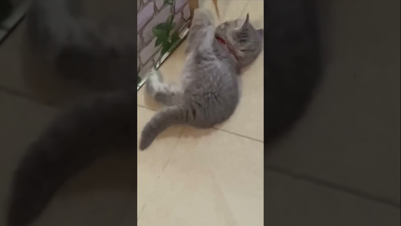 erleichtert👆🏻##gato#gata #kitten#chat#gatto#kat#köttur#Γάτα#kissa#kattarhindu
