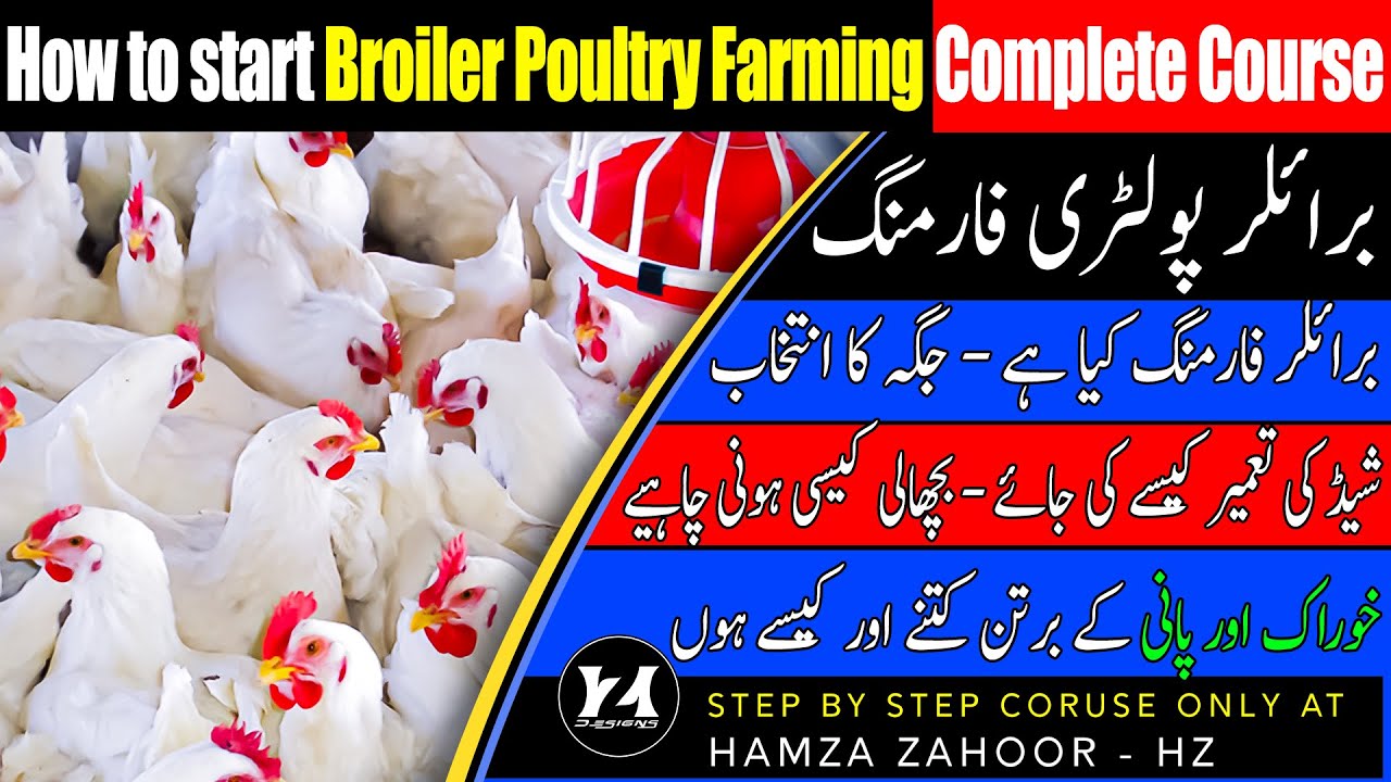 How do I start a Broiler Poultry Farm Best Business of Pakistan