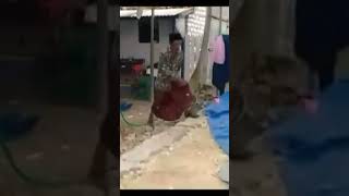 Cek Sound Tipis Tipis Meong Audio