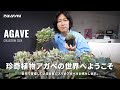根強い人気を誇る植物「アガベ」を知っていますか？自宅で育成しているお気に入りの株を一挙にご紹介します。｜アガベ｜チタノタ｜Agave｜多肉植物