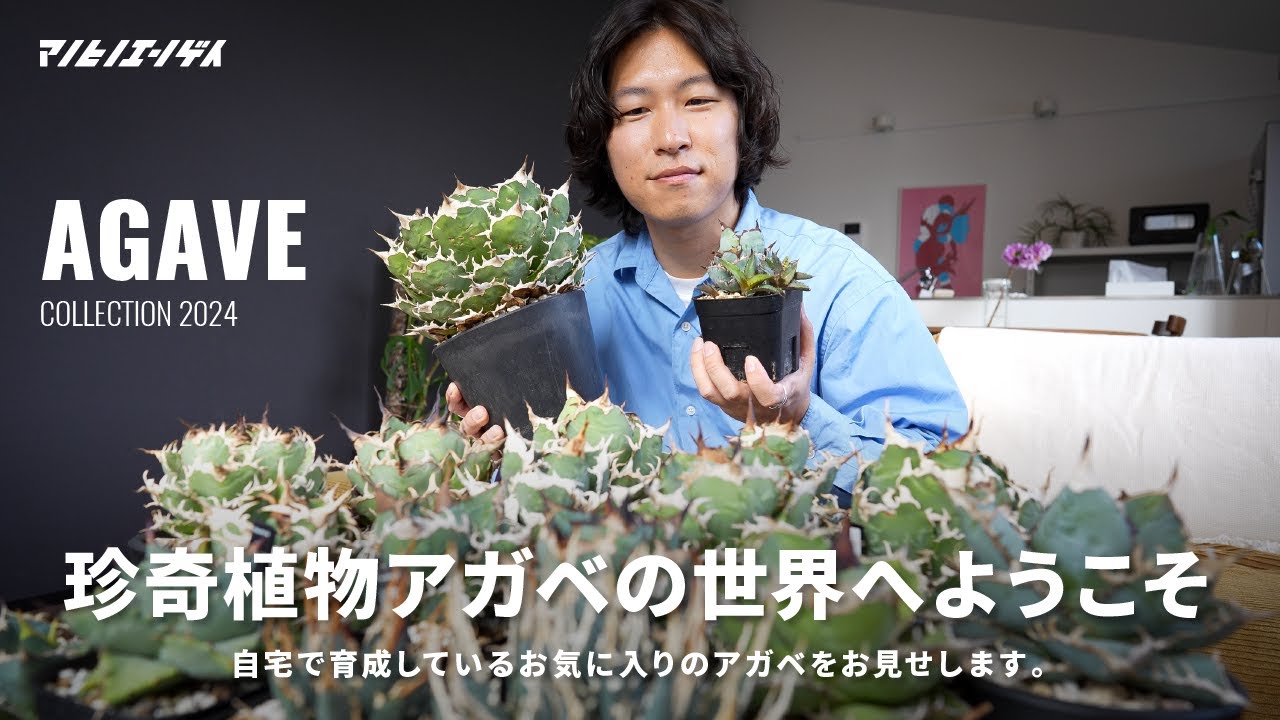 根強い人気を誇る植物「アガベ」を知っていますか？自宅で育成しているお気に入りの株を一挙にご紹介します。｜アガベ｜チタノタ｜Agave｜多肉植物