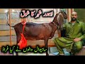 Big beetal goat of ch farhan gujjar of lahore  beetal goat farming in pakistan beetal bkryan