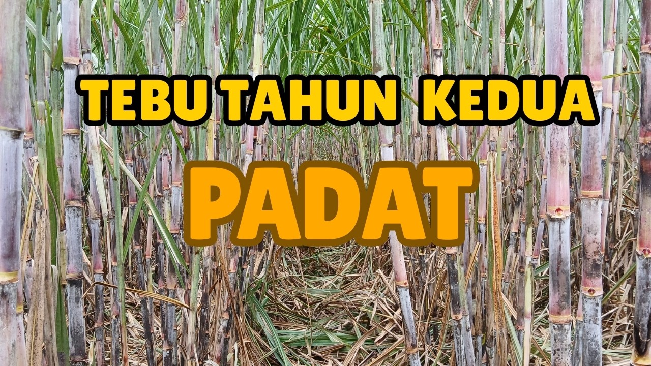 Tebu Tahun Kedua – Anakan Lebat dengan Jarak 130 cm