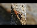 Pest Control Near Me: Expert Exterminator & Termite Treatment in Cypress and Katy