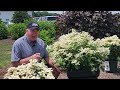 Update on hydrangea pan early evolution  how did the plant we planted in a container turn out