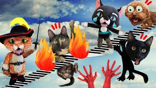El gato con botas y Kitty vs la escalera del mapa secreto Videos de gatos graciosos Luna y Estrella