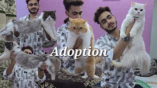 Heavy bone Persian cat's for sale in Hyderabad at The Time is Meow Cattery | van colour  & kittens