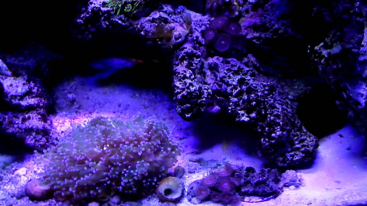 free fonts 20G Reef Tank Update(12/22/13)