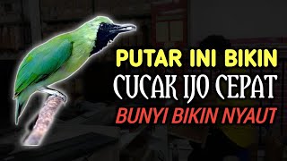 Mantap CUCAK IJO GACOR NGEPLONG BONGKAR MATERI, PANCINGAN DAN MASTERAN TERBAIK