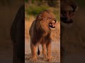 The cry of King SIMBA
